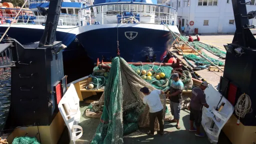 WWF warns Mediterranean overfishing remains critical