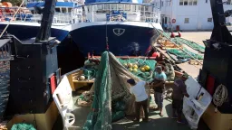 WWF warns Mediterranean overfishing remains critical