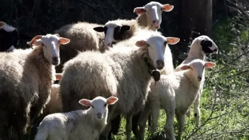 28,000 animals culled on Lesvos as foot-and-mouth disease spreads