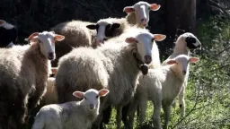 28,000 animals culled on Lesvos as foot-and-mouth disease spreads