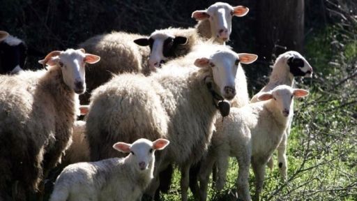 Over 60,000 police checks carried out in Greece amid sheep and goat pox outbreak
