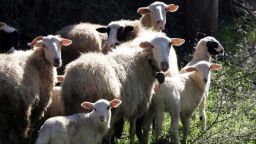 Over 60,000 police checks carried out in Greece amid sheep and goat pox outbreak