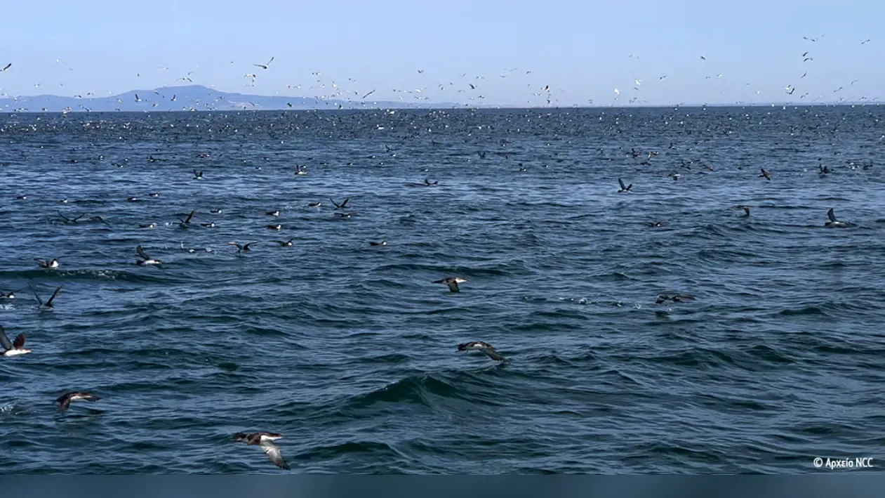 Thrace coastal region added to international network of important bird areas