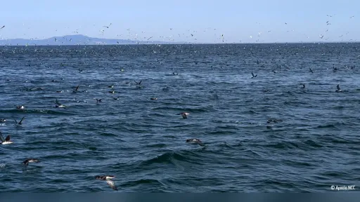 Thrace coastal region added to international network of important bird areas