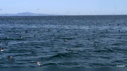 Thrace coastal region added to international network of important bird areas