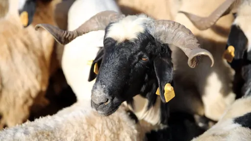 What to know about choosing sacrificial animals for Eid al-Adha