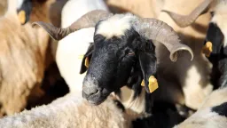 What to know about choosing sacrificial animals for Eid al-Adha