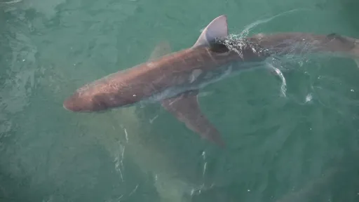 Shark decline raises alarm over South Africa’s marine ecosystem