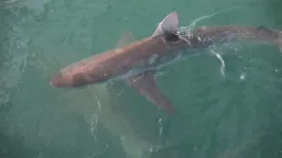 Shark decline raises alarm over South Africa’s marine ecosystem