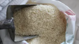 Greek rice growers squeezed by low prices, rising costs