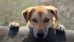 Greece launches national animal protection mechanism for disasters