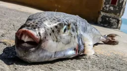 Red Cross issues first-aid guidance as toxic pufferfish spreads in Greek waters