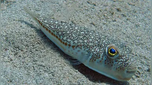 MP Hüseyin Zeybek calls for action on growing pufferfish problem