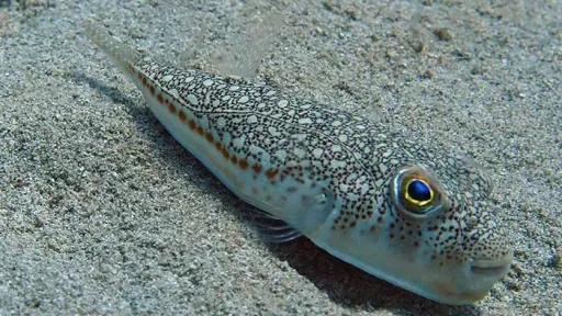 Greece launches cash incentive to curb spread of toxic toadfish