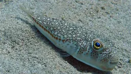 Greece launches cash incentive to curb spread of toxic toadfish