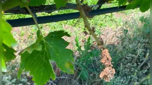 Zeybek calls for support as downy mildew damages vineyards in İskeçe
