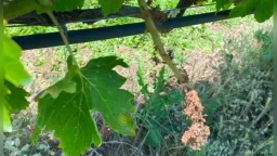 Zeybek calls for support as downy mildew damages vineyards in İskeçe