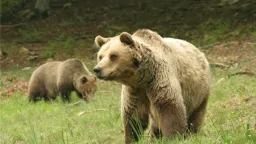Growing bear population raises safety concerns in Northern Greece