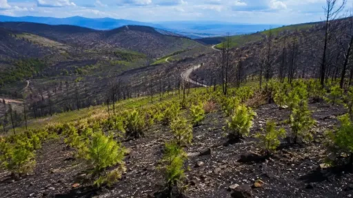 €86 million rehabilitation project launched for burned forests in Meriç