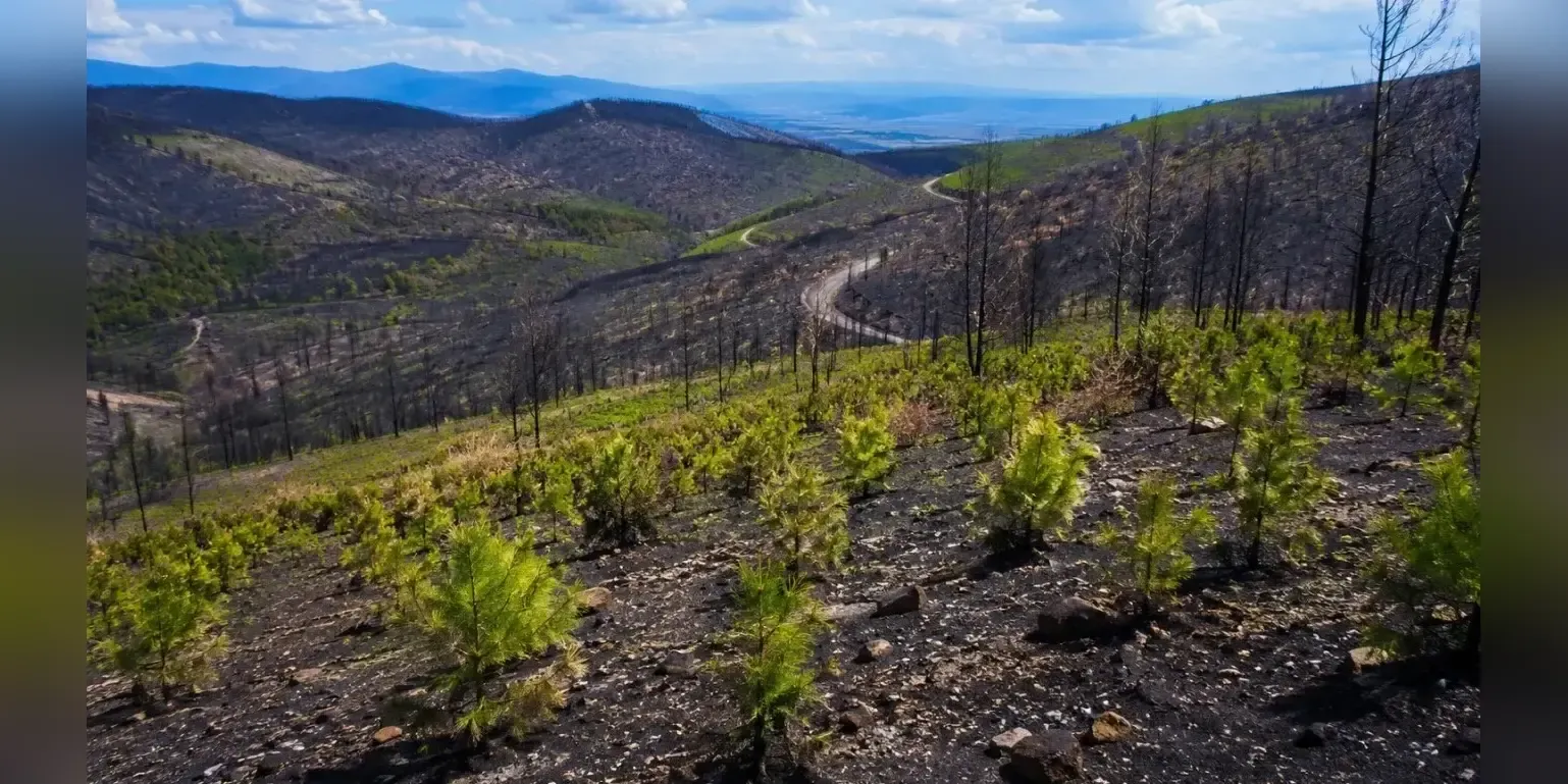 €86 million rehabilitation project launched for burned forests in Meriç