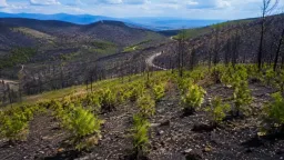 €86 million rehabilitation project launched for burned forests in Meriç