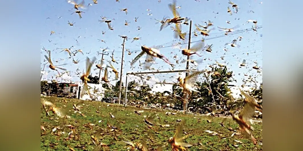 Kozlukebir and Maronia-Sapçı declared areas affected by locust infestation