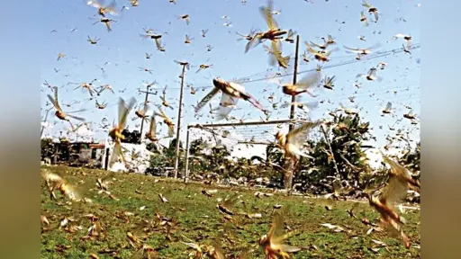 Kozlukebir and Maronia-Sapçı declared areas affected by locust infestation