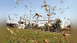Kozlukebir and Maronia-Sapçı declared areas affected by locust infestation