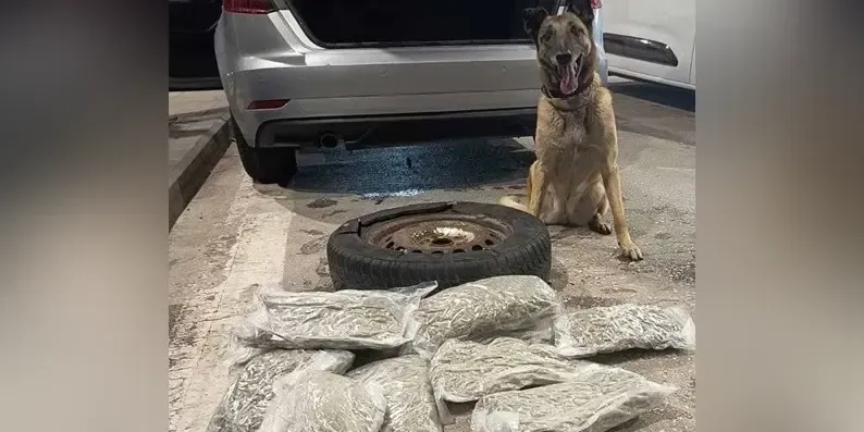 Drug detection dog Laika finds 4.3 kilograms of cannabis at Meriç border crossing