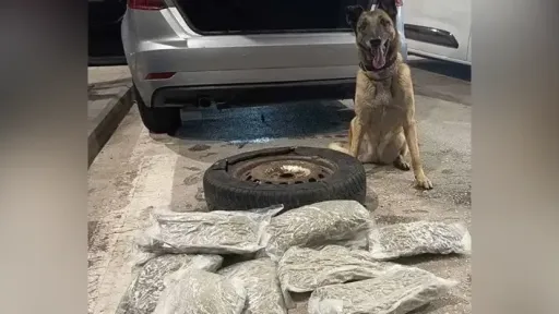 Drug detection dog Laika finds 4.3 kilograms of cannabis at Meriç border crossing