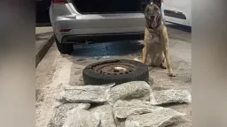 Drug detection dog Laika finds 4.3 kilograms of cannabis at Meriç border crossing