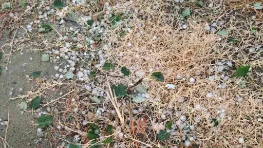 Hailstorm causes major crop damage in Dedeağaç region