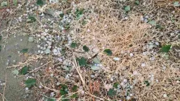 Hailstorm causes major crop damage in Dedeağaç region