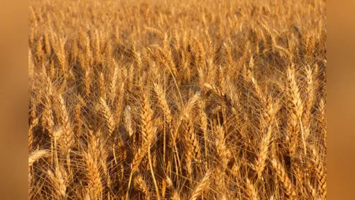 Grain producers seek emergency support in Western Thrace