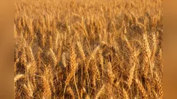 Grain producers seek emergency support in Western Thrace