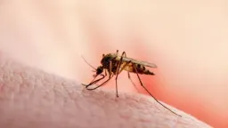 Greece records 21 West Nile virus cases