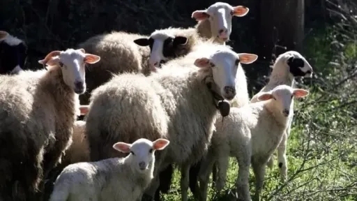 Sheep and goat pox cases persist in Rodopi