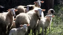 Sheep and goat pox cases persist in Rodopi