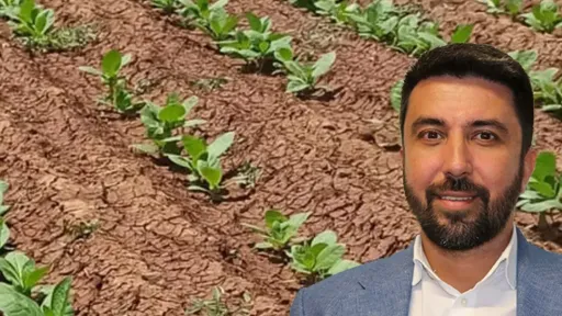 MP calls for compensation for tobacco growers in Rhodope