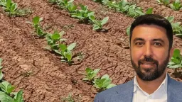 MP calls for compensation for tobacco growers in Rhodope