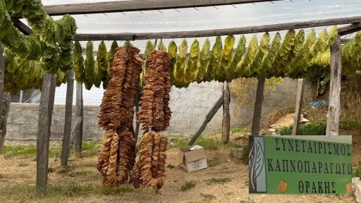 Tobacco producers in Thrace continue to await compensation payments