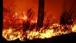 UN calls for stronger wildfire prevention as fires intensify across Europe and North America