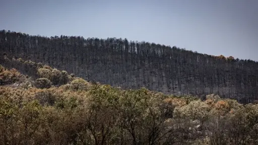 Forest fire danger doubled in Southern Europe over last 30 years: Study
