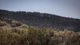 Forest fire danger doubled in Southern Europe over last 30 years: Study