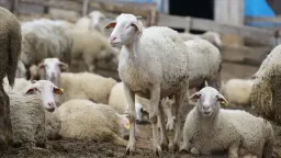 Greece to pay €4.2 million to livestock farmers