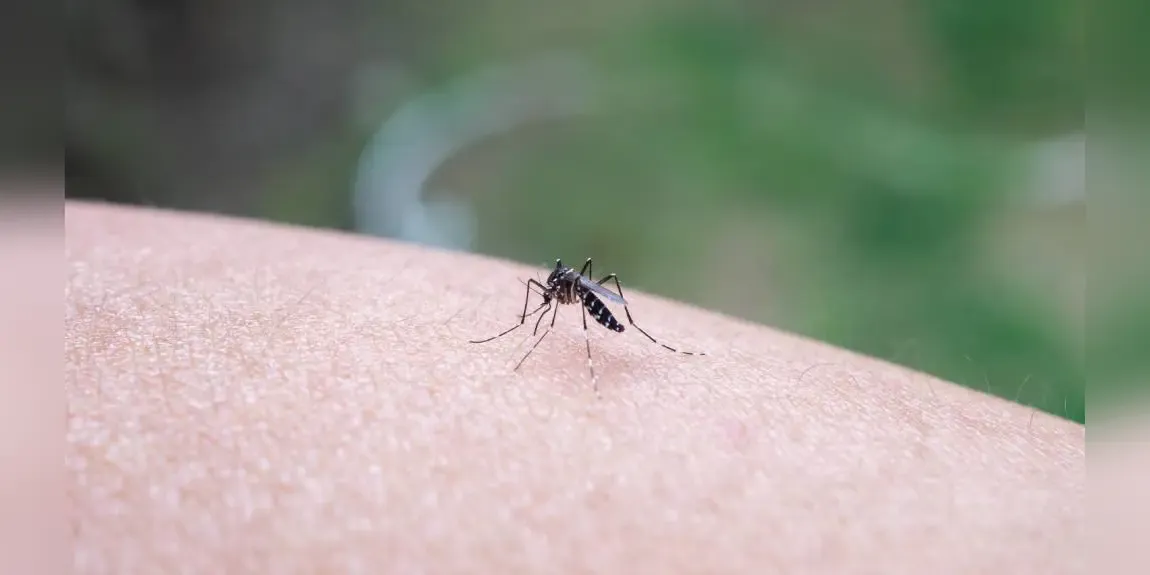 West Nile virus cases rise in Greece as health authorities report 65 infections and 6 deaths