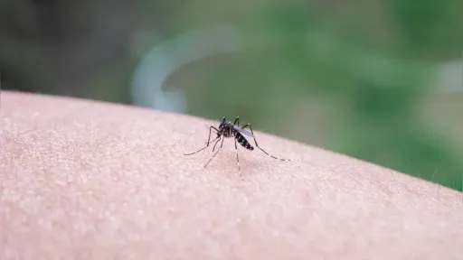 West Nile virus cases rise in Greece as health authorities report 65 infections and 6 deaths