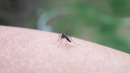 West Nile virus cases rise in Greece as health authorities report 65 infections and 6 deaths