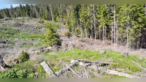 Environmental groups call for probe into alleged illegal logging on Greece-Bulgaria border