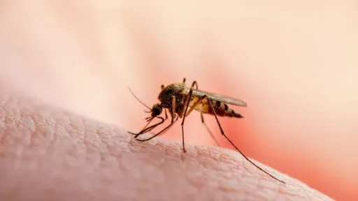 West Nile virus cases rise to 110 in Greece, with 9 deaths